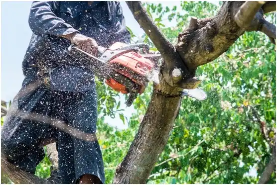 tree services Van Horn